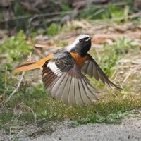 ジンチョウゲ,ツクシ,ヒメオドリコソウ,ジョウビタキ♂,山野草の画像