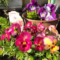 クリスマスローズ,バラ咲きジュリアン,プリムラ　ジュリアン,バラ咲きカランコエ,ビオラ ルビーももかの画像