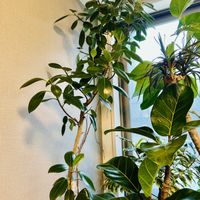 エバーフレッシュ,フィカス,フィカス・ルビキノーサ,森林浴,熱帯植物の画像