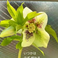 クレマチス,花のある暮らしの画像
