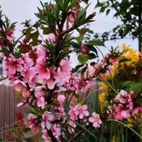 クリスマスローズ,ツバキ,モモ,ラナンキュラス,マサキの画像