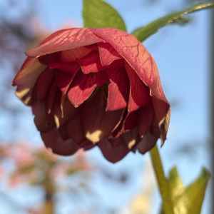 クリスマスローズ,ヘレボルス,キンポウゲ科,おうち園芸の画像