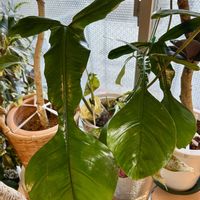 フィロデンドロン,マランタ,森林浴,熱帯植物,癒しの空間の画像