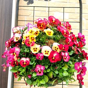 パンジー,ピンクユキヤナギ,よく咲くスミレ アップルソーダ,鉢植え,裏庭の画像