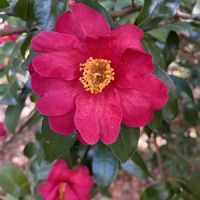 ツバキ,ギョリュウバイ,情熱の赤い花,真っ赤な火曜日,今を生きるの画像