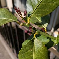 レモン,レモン・ビアフランカの画像