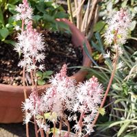 カランコエウェンディ,ティアレア シルベラード,シクラメンウィンターベル,チーム愛知,すずガーデンの画像