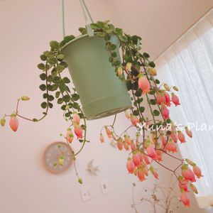 ハンキング,カランコエ❤︎,釣鐘型の花の画像