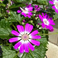 サイネリア,サイネリア,サイネリアセネッティ,園芸店,花のある暮らしの画像