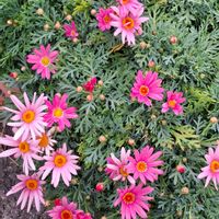 アザレア,オキザリス,クロッカス,マーガレット,ヤブコウジの画像