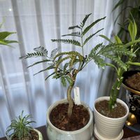 エバーフレッシュ,観葉植物,リビング・ダイニングの画像