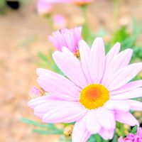 マーガレット,お花,今日の花,マーガレット☆,今日のお花の画像