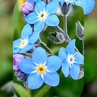 ワスレナグサ,春がきたね〜♫,マイガーデン,ちいさいお花,武器ではなく花をの画像