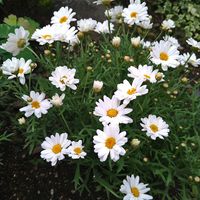 キク,キク,ノースポール,ノースポール,ノースポールの画像