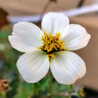 ウインターコスモスの画像