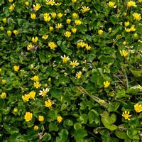 リュウキンカ,姫リュウキンカ,お庭,とにかくGS 楽しもう！の画像