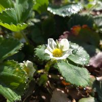 イチゴ,イチゴ,ニンニク,露地栽培,露地植えの画像