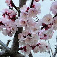 アンズ,ピンクのお花,ほんのりピンク,可愛いお花の画像