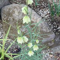 バイモ,アミガサユリ,山野草,多聞院,移住後の生活の画像