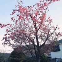 モクレン,散歩の途中の画像