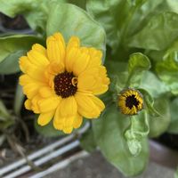 キンセンカ,パンジー,プリムラ　ジュリアン,大人の着せ替え人形,大人の着せ替え人形の画像