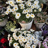 マーガレット,マーガレットホワイトモカ,マーガレット ローリーズ,高松商事マーガレット,お花の画像