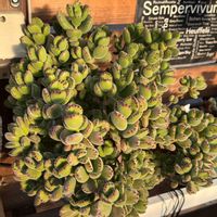 熊童子,多肉植物,ガーデニング,コチドレン属の画像