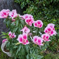 ゴデチアの画像