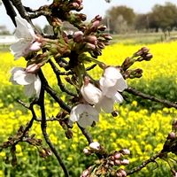 フリージア,フリージア,フリージア,ラナンキュラス,菜の花の画像