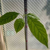 アボカド,アボカド栽培,花のある暮らし,癒される♡,花と緑のある暮らしの画像