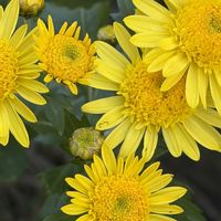 キク,花壇,ガーデニング,山野草,キク科の画像