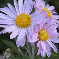 キク,花壇,ガーデニング,山野草,キク科の画像