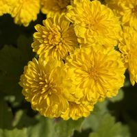 キク,花壇,ガーデニング,山野草,キク科の画像