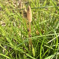 ツクシ,道端の草花,花言葉,植物はたくましい,GSの繋がりに感謝♡の画像