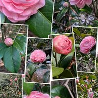 ヤブコウジ,ソメイヨシノ,乙女椿,オトメツバキ,白ツバキの画像