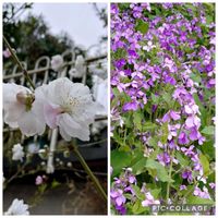 カキ,オルレア,山椒,諸葛菜,杏？の画像