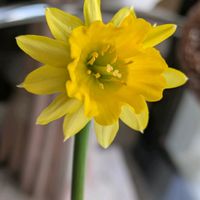 ヒマワリ,ミニスイセン テータテート,ニットフラワー,庭,リビング・ダイニングの画像