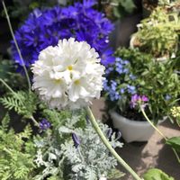 サイネリア,サクラソウ,レースラベンダー,寄せ植え,ベランダガーデニングの画像