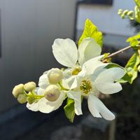 ヤマブキ,りきゅうばい(利休梅),癒し,いつもありがとう♡,花のある暮らしの画像
