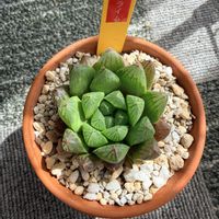 オブツーサ,ハオルチア,多肉植物,ハオルチア属,多肉植物のある暮らしの画像