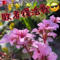 ユキノシタ,バラと夢CLUB,夜なべっこ,7周年一斉プレ企画の画像