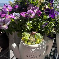 パンジー・ビオラ,ミニバラ,ガーデニング,多肉植物のある暮らし,お花とグリーンのある暮らしの画像