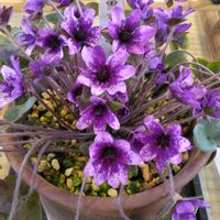 雪割草,カンアオイ,山野草,春の訪れ,春を探しにの画像