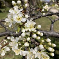 プルーン,春の花,プルーンの花,白い花,実のなる木の画像