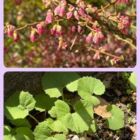 ブルーベリー,ブルーベリー,フキ,フキ,わさび菜の画像