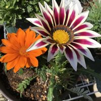 ガザニアの画像