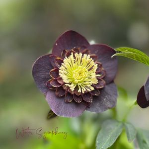 クリスマスローズ,クリスマスローズ　ウインターシンフォニー,ナチュラルガーデン,ジャンクガーデン,シェードガーデンの画像