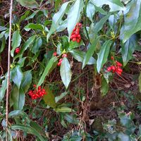 アオキ,ヤマアイ,虚空蔵山登山の画像