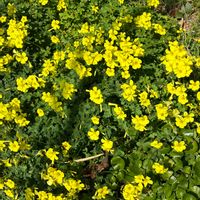 カタバミの画像