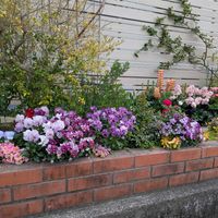 ストック,ラナンキュラス,ラナンキュラス,ルピナス,ビオラアンジュの画像